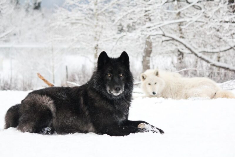 Cochrane: Yamnuska Wolfdog Sanctuary Tour - Group Size and Language