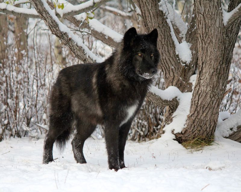Cochrane: Yamnuska Wolfdog Sanctuary Tour - Visitor Guidelines
