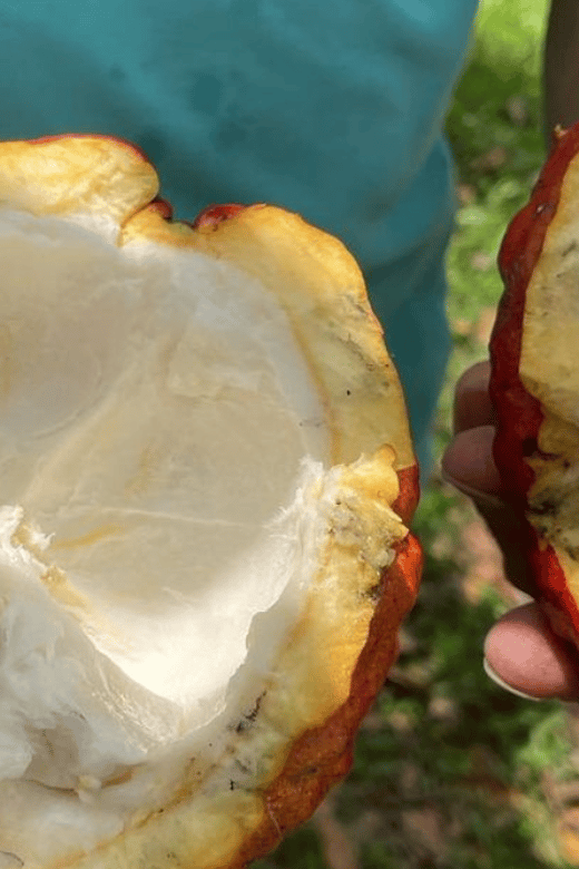 Cocoa and Coffee Farm Tours From Pereira or Armenia - Key Points