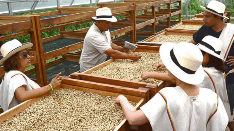 Cocoa and Coffee Farm Tours From Pereira or Armenia - Pickup and Group Information