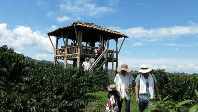 Cocoa and Coffee Farm Tours From Pereira or Armenia - Exploring Cocoa Plantations