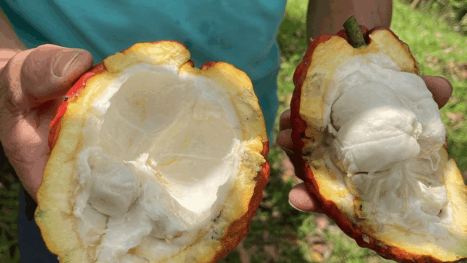 Cocoa and Coffee Farm Tours From Pereira or Armenia - Discovering Coffee Process