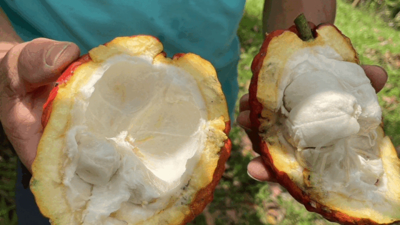 Cocoa and Coffee Farm Tours From Pereira or Armenia - Important Notes
