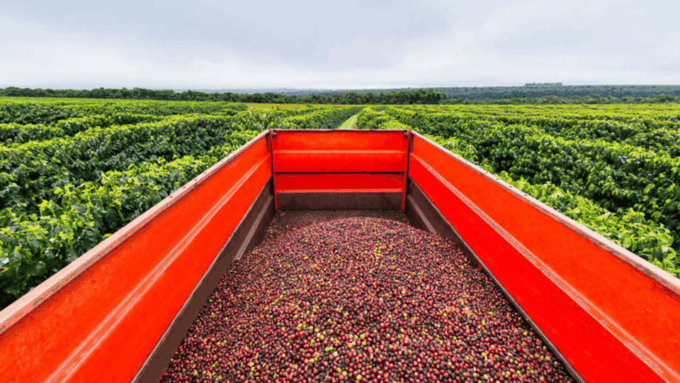 Cocoa and Coffee Farm Tours From Pereira or Armenia - Discovering Coffee Process