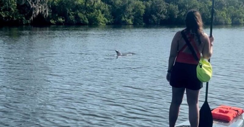 Cocoa Beach: Dolphin and Manatee Kayak or Paddle Tour - Tour Itinerary