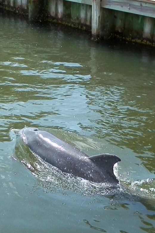 Cocoa Beach Dolphin and Wildlife Tour - A Detailed Look at the Cocoa Beach Dolphin and Wildlife Tour