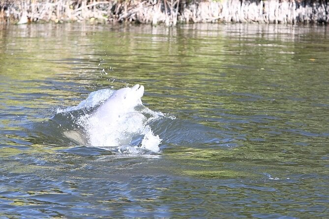 Cocoa Beach Dolphin Tours on the Banana River - Additional Information