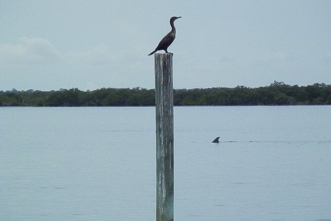 Cocoa Beach Dolphin Tours on the Banana River - Wildlife Viewing Opportunities
