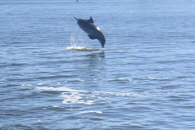 Cocoa Beach Dolphin Tours on the Banana River - Mangroves Ecology Exploration