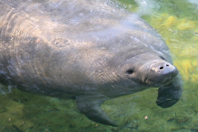 Cocoa Beach Dolphin Tours on the Banana River - Relaxing Eco-Tour Experience