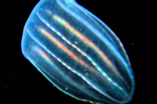 Cocoa Beach Night Time Bioluminescence Kayak Tour - Inclusions and Pricing
