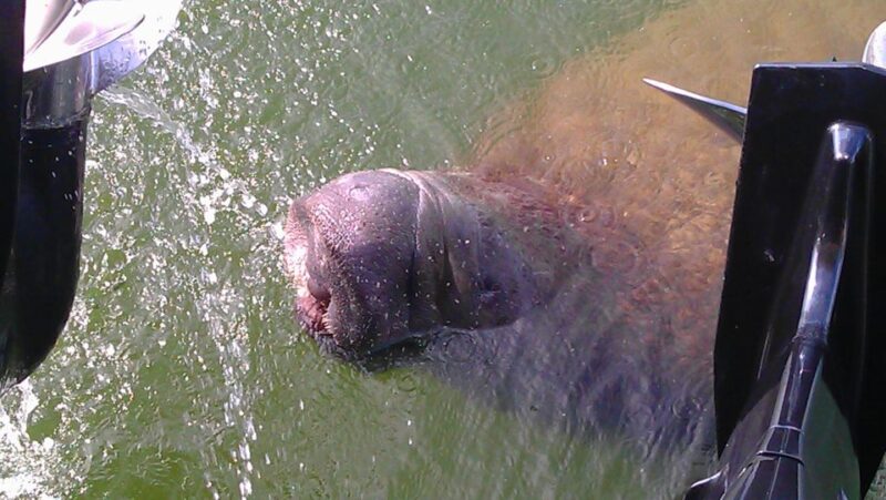 Cocoa Beach: Thousand Islands Banana River Boat Cruise - Cruise Details