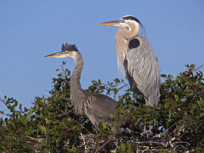 Cocoa Beach: Thousand Islands Banana River Boat Cruise - Parking and Transportation
