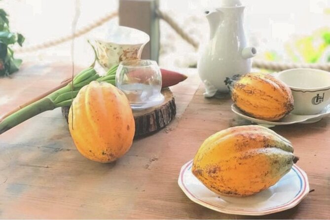 Cocoa Plantation Discovery and Workshop - Discover the Cocoa Plantation