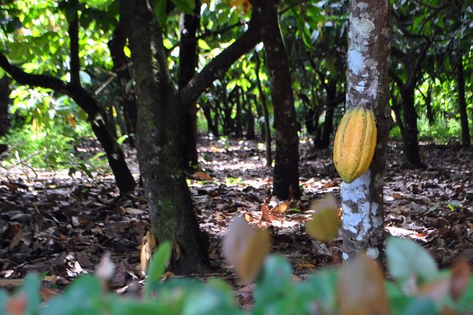 Cocoa Trail and Making of Chocolate Tour From Santo Domingo - About Your Stay