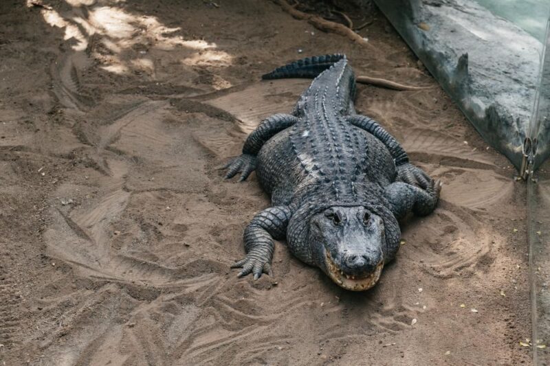 Cocodrilo Park Zoo Entry Ticket - Animal Exhibits