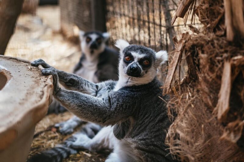 Cocodrilo Park Zoo Entry Ticket - Visitor Amenities