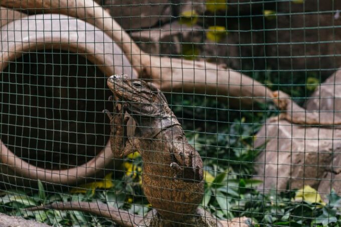 Cocodrilo Park Zoo Entry Ticket - Important Details