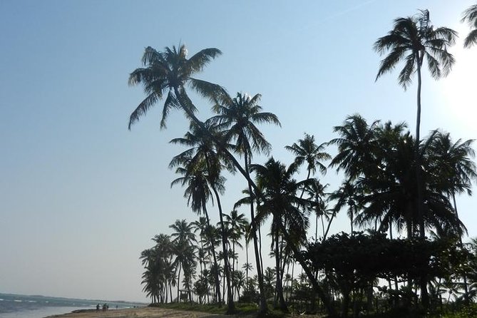 Coconut Coast and Praia Do Forte - the Famous Beaches - Inclusions