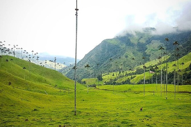 Cocora, Salento and Filandia (The Daughter of the Andes) Walking Tour in Quindio - Taking in Filandias Vibrant Culture