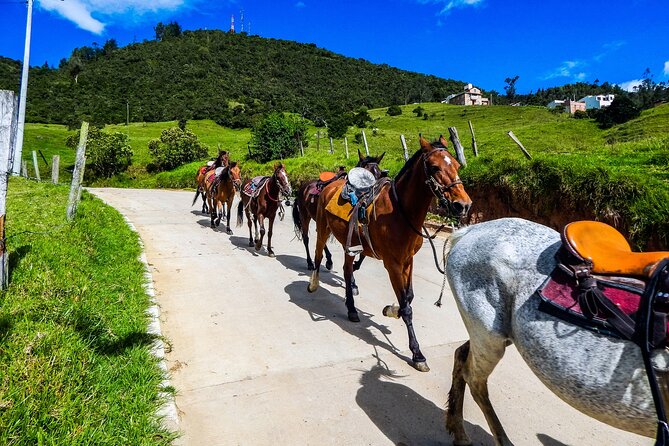 Cocora Valley and Salento Horseback Riding Day Tour - Accessibility and Requirements