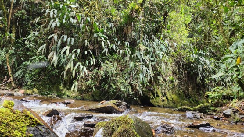 Cocora Valley: Route of the Hummingbirds + Breakfast & Lunch - Key Points