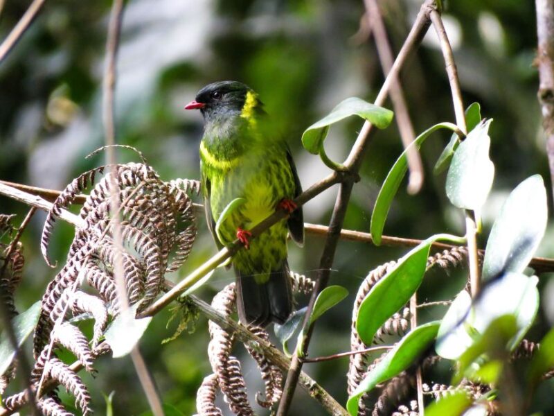 Cocora Valley: Route of the Hummingbirds + Breakfast & Lunch - Itinerary Details