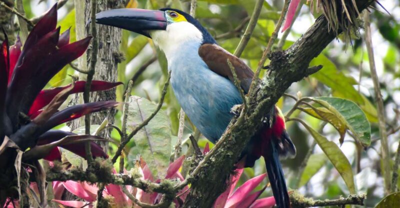 Cocora Valley: Route of the Hummingbirds + Breakfast & Lunch - Hiking and Birdwatching