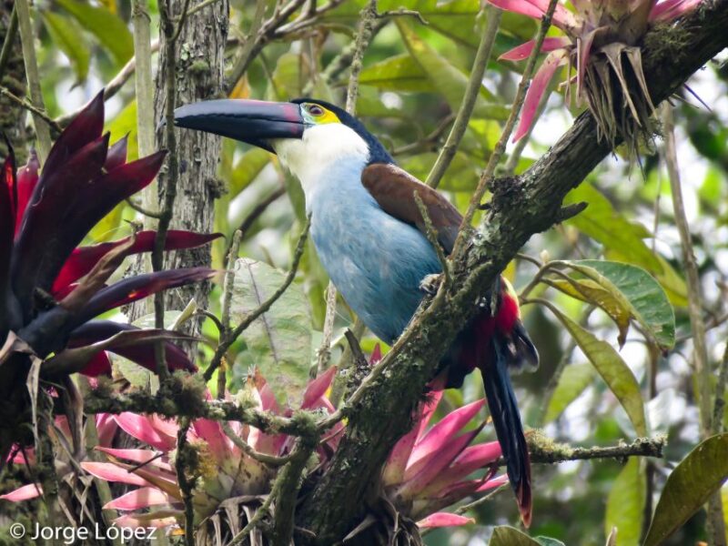 Cocora Valley: Route of the Hummingbirds + Breakfast & Lunch - Booking and Cancellation