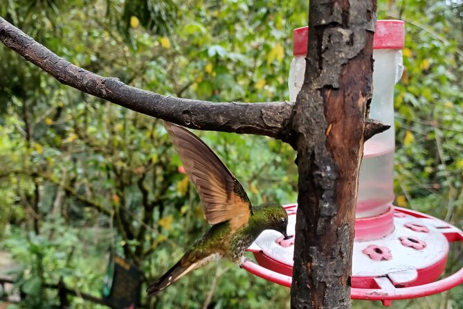 Cocora Valley Tour Hummingbird Circuit - A Journey Through Hummingbird Farm