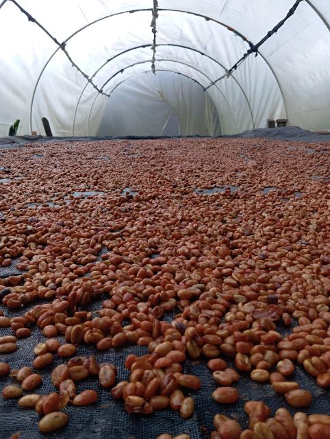 Coffe Tour: Land Rover Adventure, With Harvest and Tasting. - Hands-On Harvest