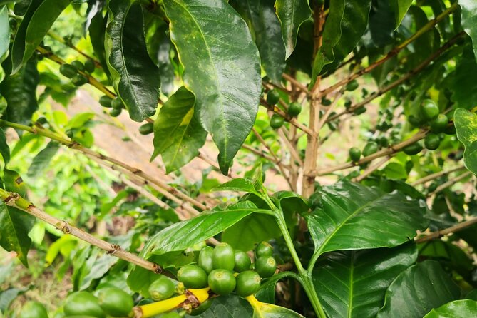 Coffee and Chocolate Walking and Sightseeing Tour at Monteverde Santa Elena - Key Points