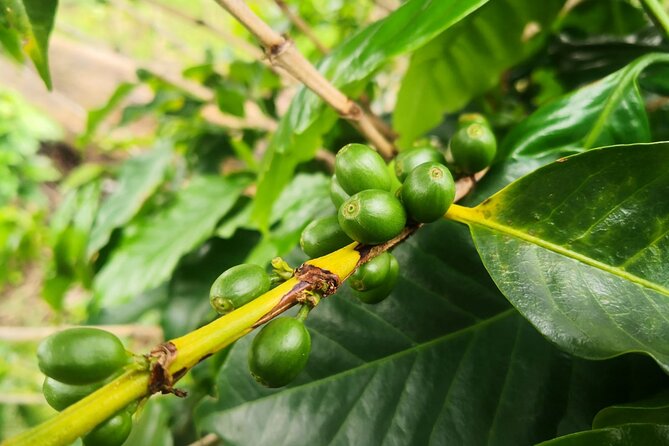 Coffee and Chocolate Walking and Sightseeing Tour at Monteverde Santa Elena - Inclusions and Meeting Details