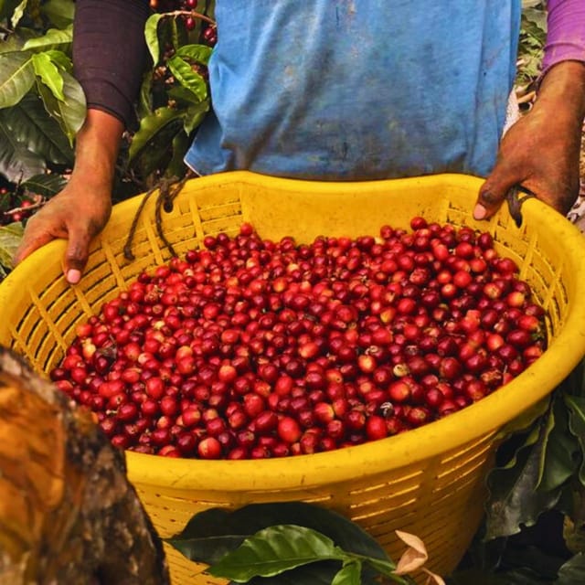 Coffee, Cocoa and Trekking Tour in Minca: Nature, Crops and Production - Highlights and Inclusions