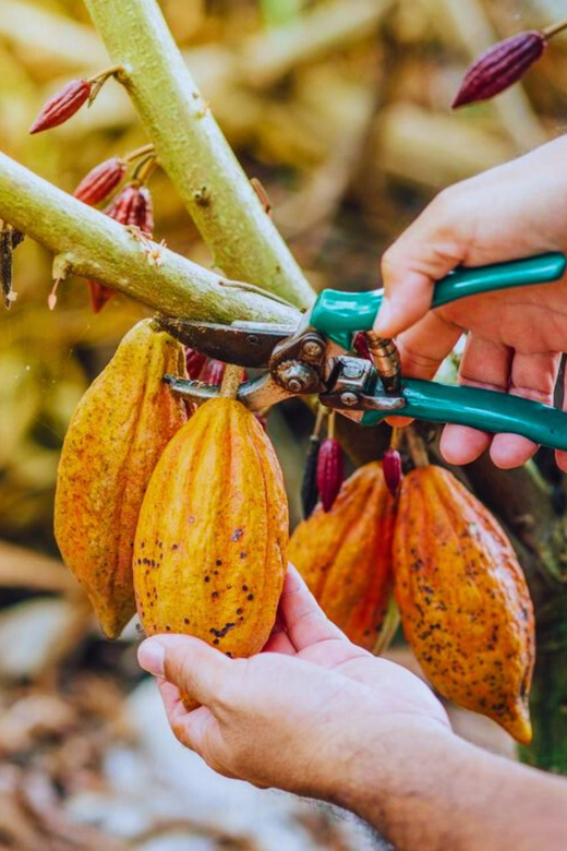 Coffee, Cocoa and Trekking Tour in Minca: Nature, Crops and Production - Meeting Point and Restrictions
