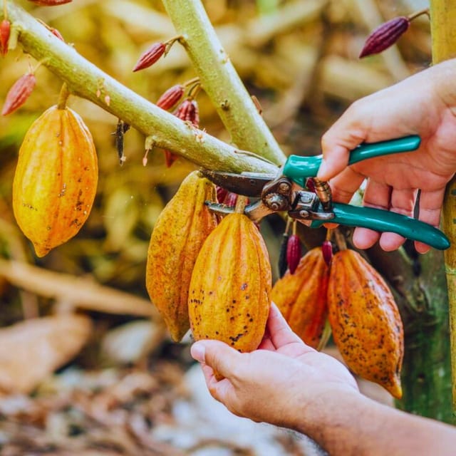 Coffee, Cocoa and Trekking Tour in Minca: Nature, Crops and Production - Customer Feedback and Ratings