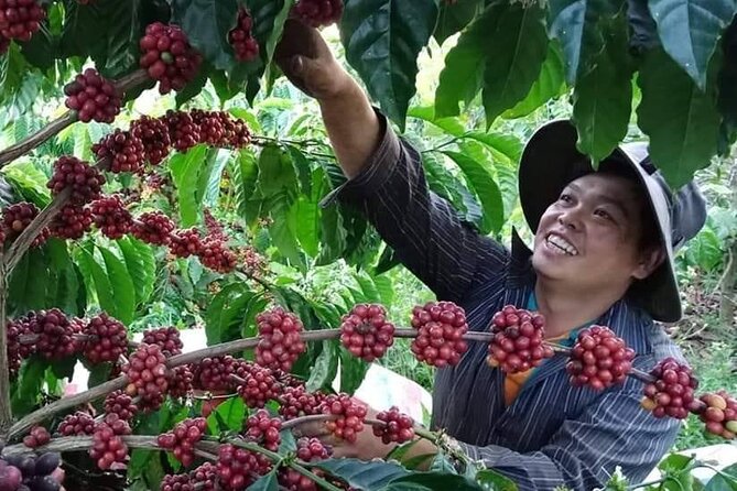 Coffee & Culture Experience _From Farm to Cup by Elon Farm - Good To Know