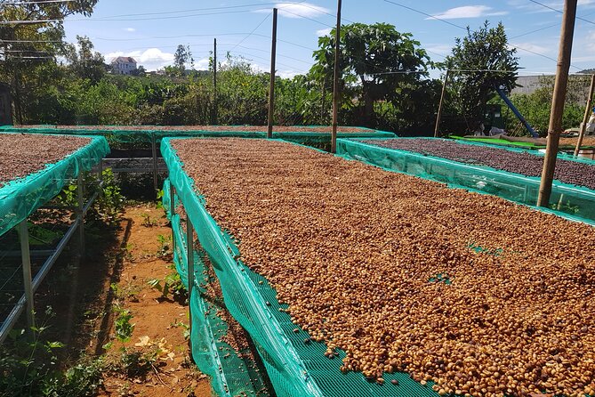 Coffee & Culture Experience _From Farm to Cup by Elon Farm - Coffee Farm Tour