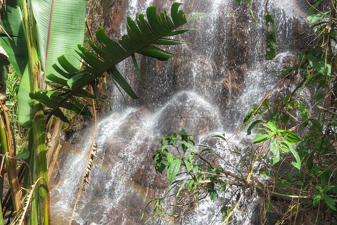 Coffee Culture Tour: a Visit to the Most Beautiful Coffee Farm in the World - Discovering Natural Wonders