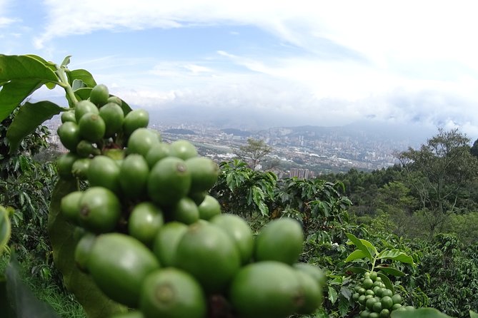 Coffee Experience - Coffee Tour in Medellin - Key Points