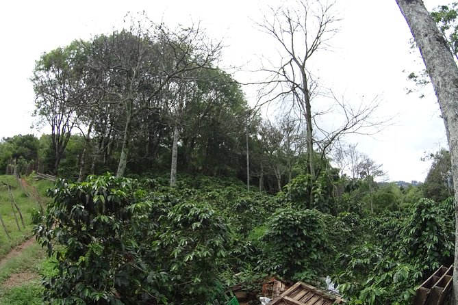 Coffee Experience - Coffee Tour in Medellin - Meeting and Pickup Information