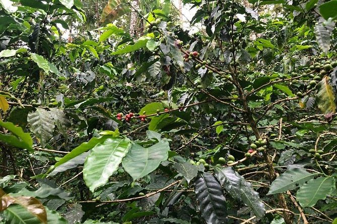 Coffee Experience - Finca in Fredonia - Logistics and Practical Information
