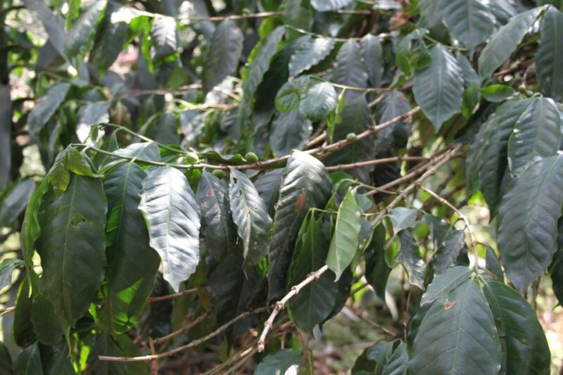 Coffee Experience: Hacienda Coloma Tour From Bogotá - Inclusions Provided