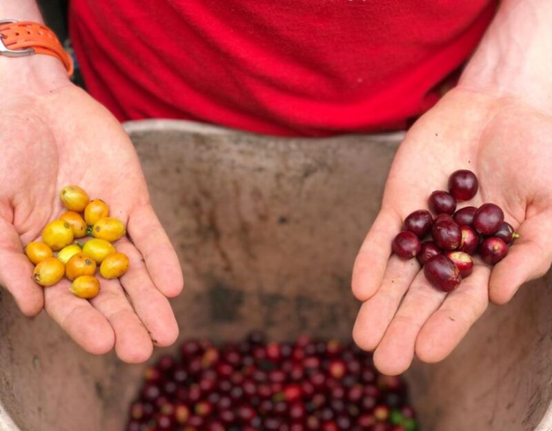 Coffee Farm and Salento Walking Tour With Lunch - Itinerary and Transportation