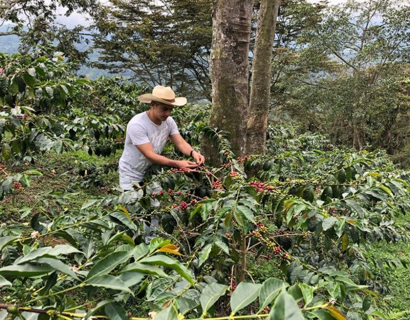 Coffee Farm and Salento Walking Tour With Lunch - Pickup and Drop-off Locations