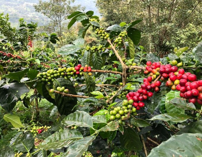 Coffee Farm and Salento Walking Tour With Lunch - Tour Duration and Languages
