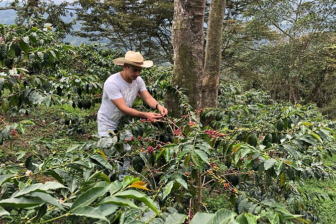 Coffee Farm and Salento Walking Tour With Lunch - Key Points