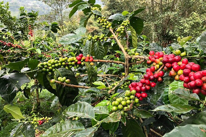 Coffee Farm and Salento Walking Tour With Lunch - Inclusions and Highlights