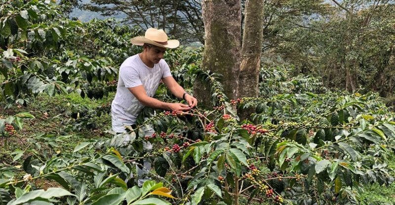 Coffee Farm and Salento Walking Tour With Lunch - Key Points