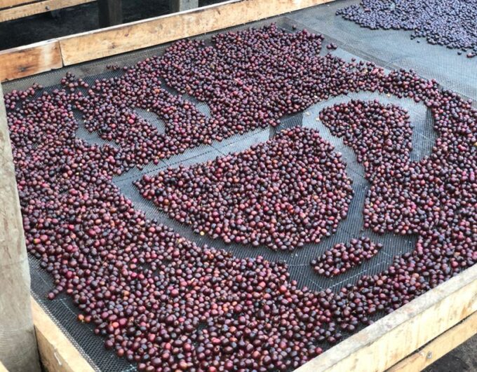 Coffee Farm and Salento Walking Tour With Lunch - Frequently Asked Questions